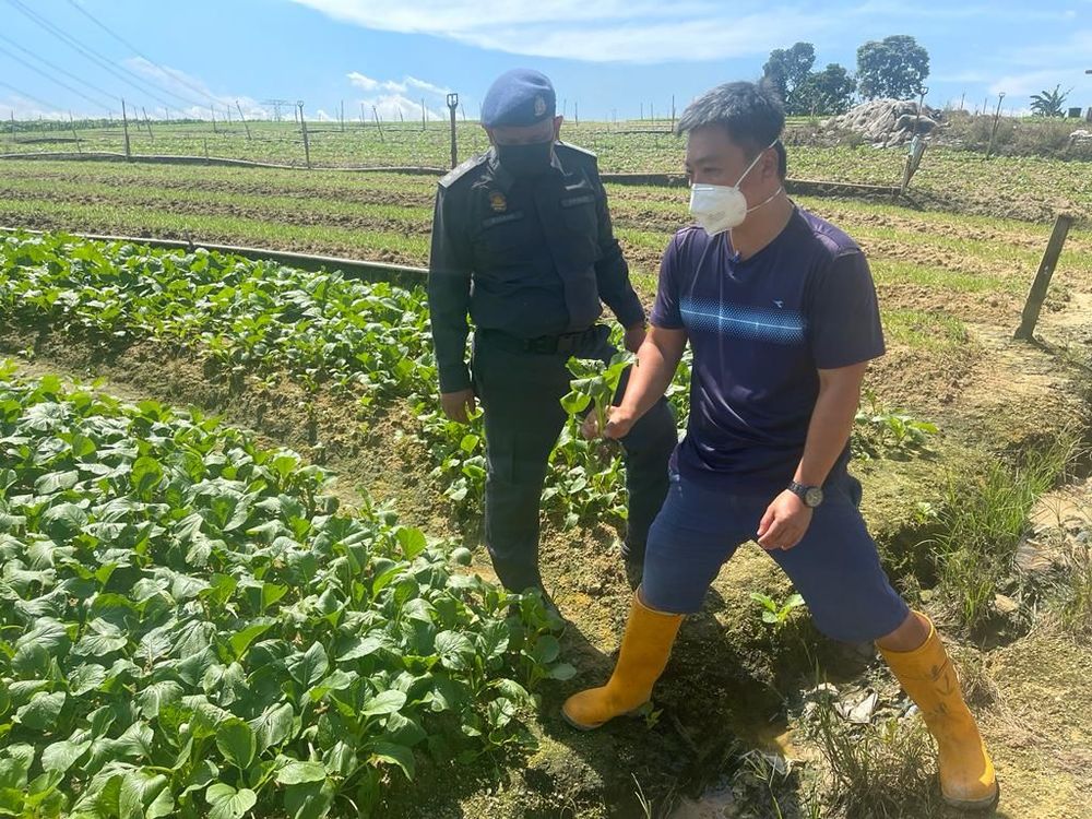 菜价暴涨一倍 柔35菜农商家接警告